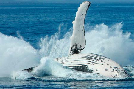 Temporada de ballenas en Colombia
