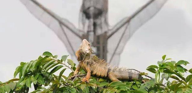 Iguana, Cristo Petrolero