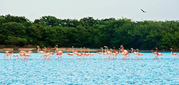 Santuario de Fauna y Flora Los Flamencos