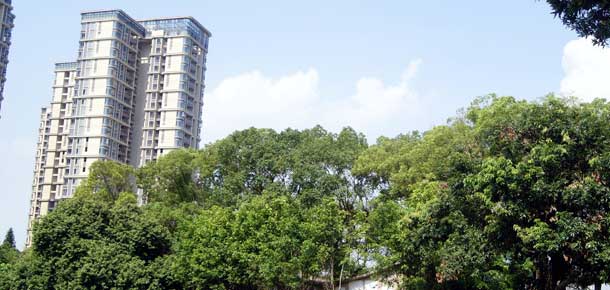 Zona verde en Shenzhen, China